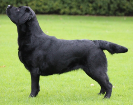 Targun Labradors